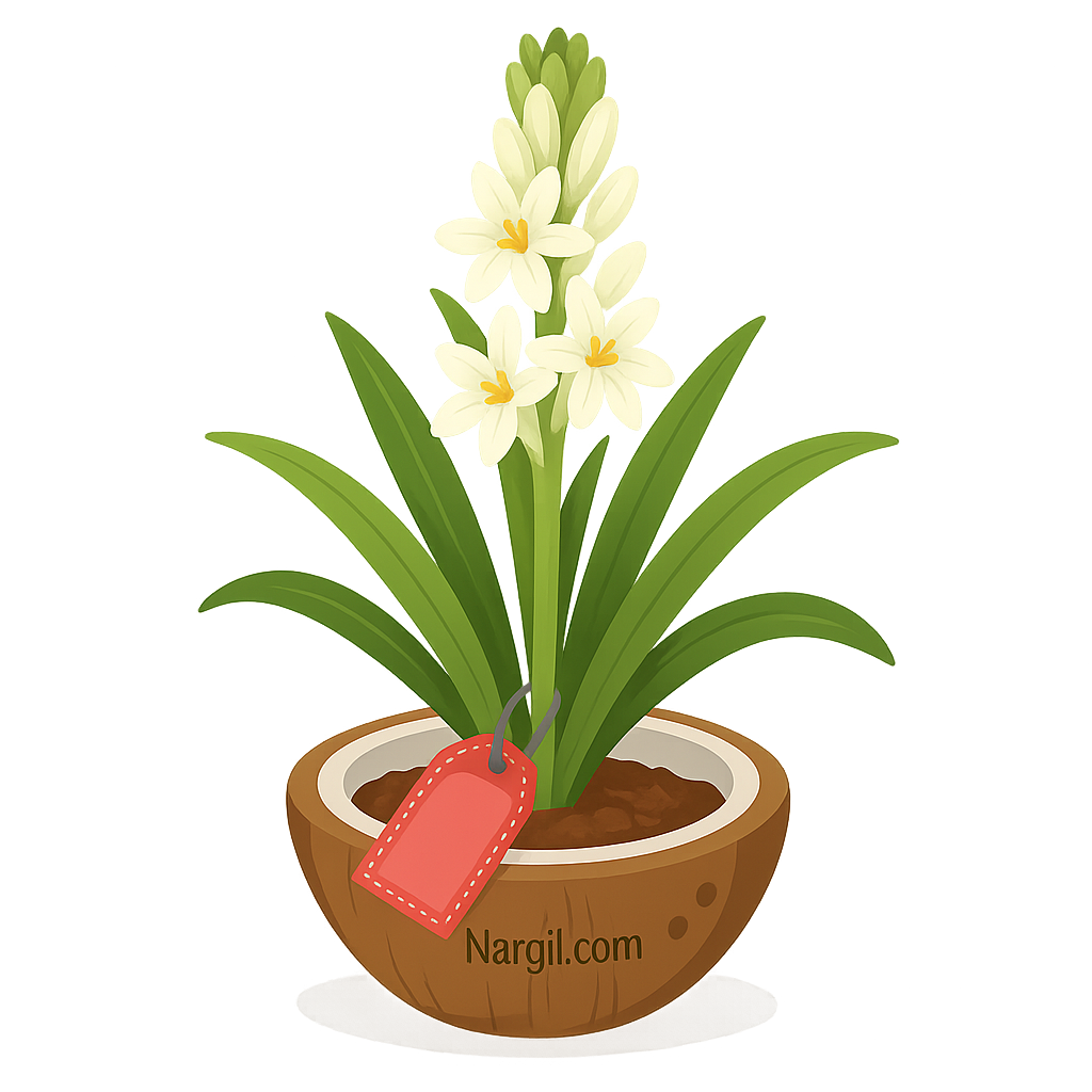 Nargil_Polianthes Tuberosa